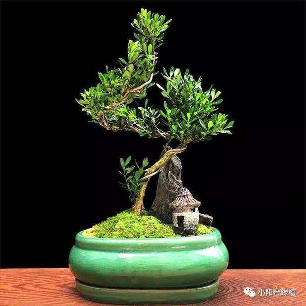 罗汉松盆景怎么养殖的5个方法