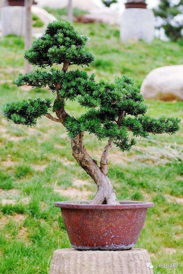 罗汉松盆景怎么养殖的5个方法
