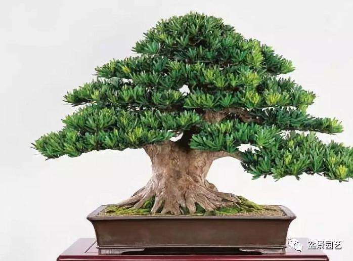 在冬季怎么养护罗汉松盆景的方法