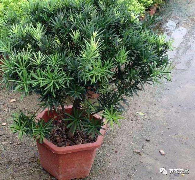 罗汉松盆景怎么施肥光照的方法