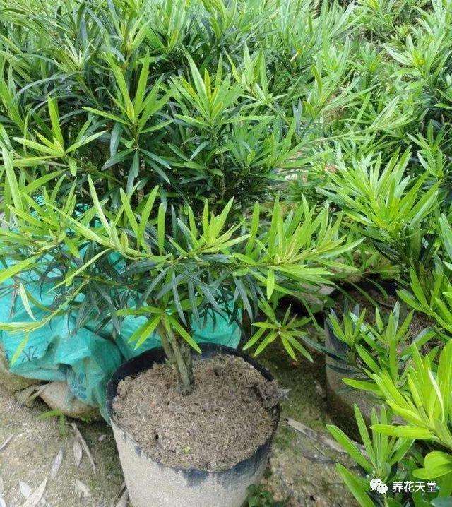 罗汉松盆景怎么施肥光照的方法