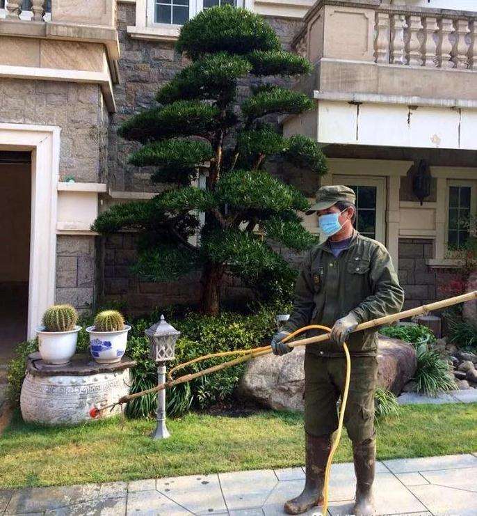 罗汉松盆景怎么养护方法和注意事项