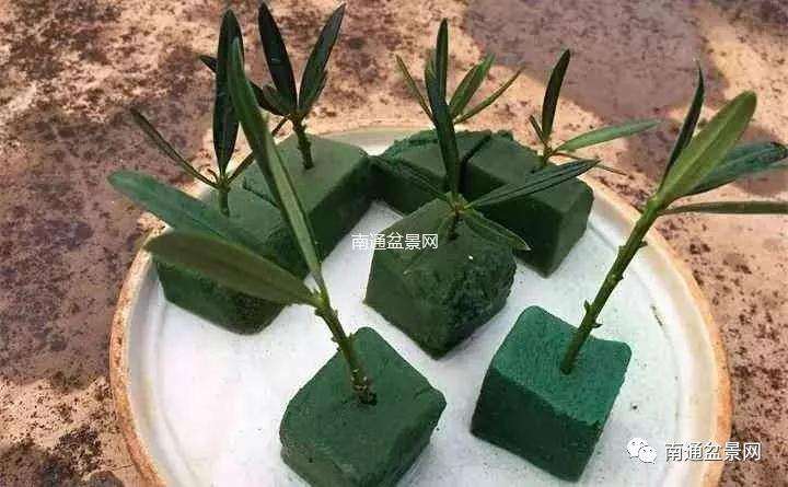 罗汉松盆景花泥怎么扦插的方法