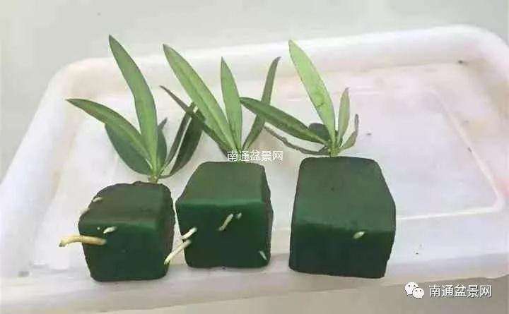 罗汉松盆景花泥怎么扦插的方法