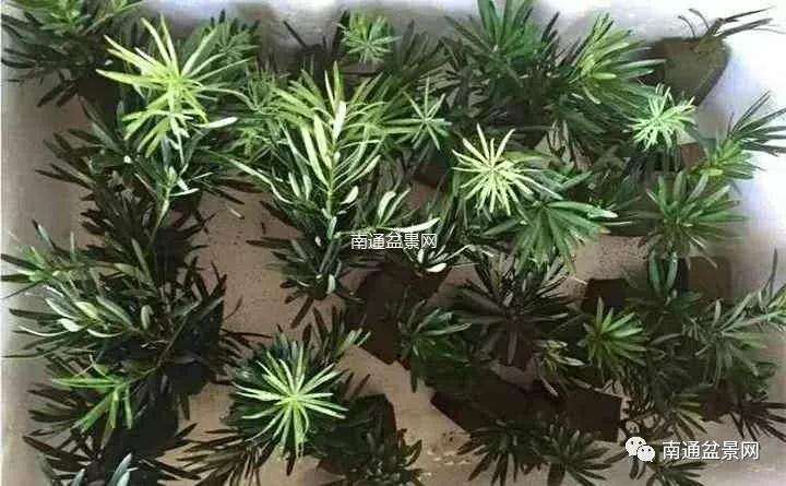 罗汉松盆景花泥怎么扦插的方法