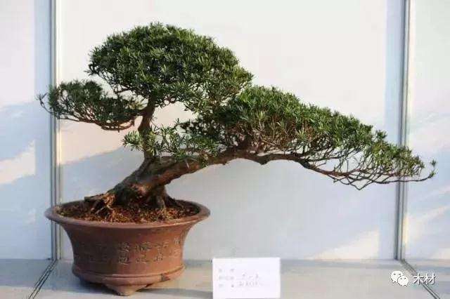 罗汉松盆景怎么植株施肥的方法