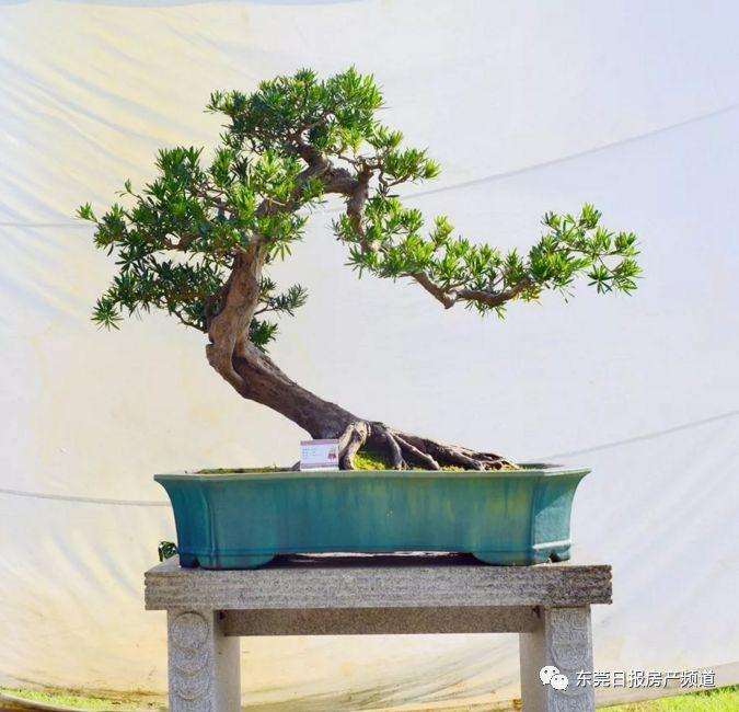 东莞真趣园举办罗汉松盆景展