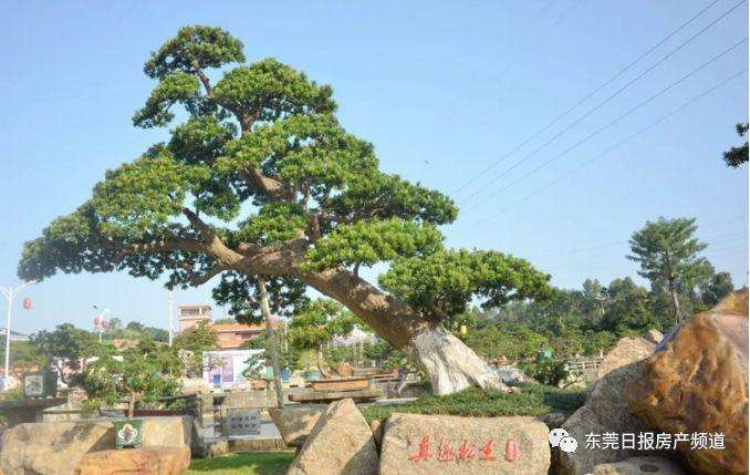 东莞真趣园举办罗汉松盆景展