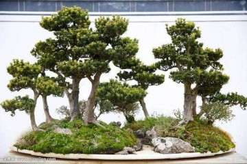 罗汉松盆景用什么突然扦插最好