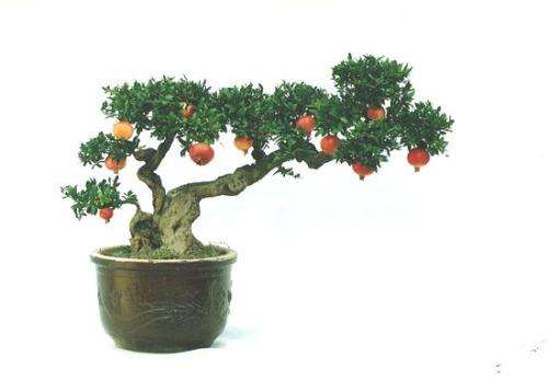 石榴盆景扦插后怎么对土壤喷水的方法