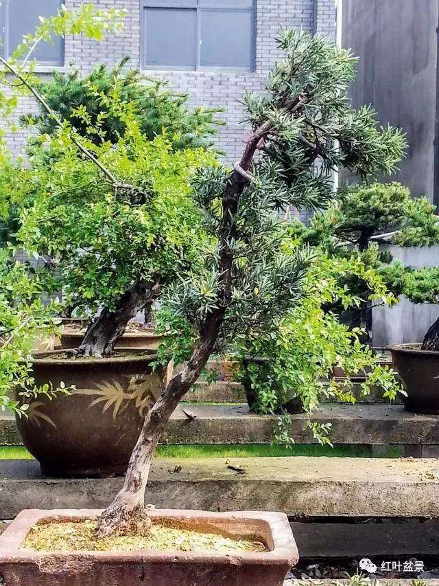 图解 怎么创作文人式雀舌罗汉松盆景