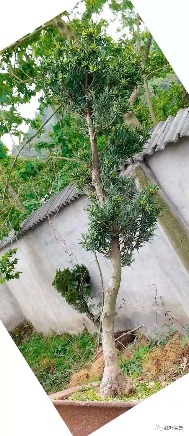 图解 怎么创作文人式雀舌罗汉松盆景