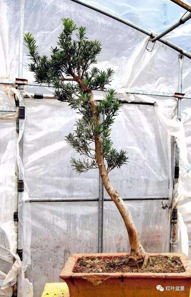 图解 怎么创作文人式雀舌罗汉松盆景