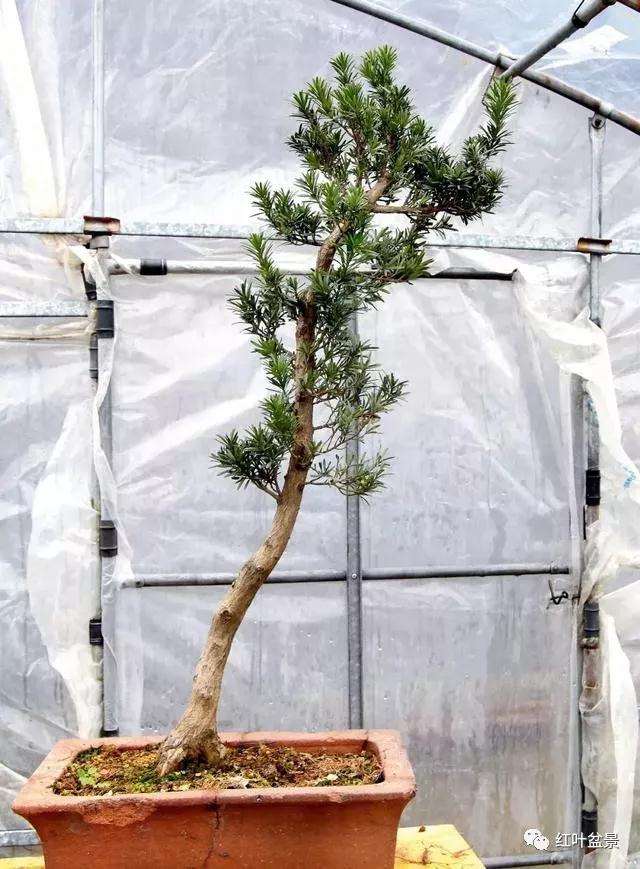 图解 怎么创作文人式雀舌罗汉松盆景