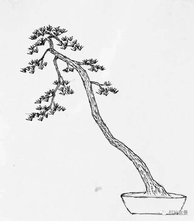 图解 怎么创作文人式雀舌罗汉松盆景
