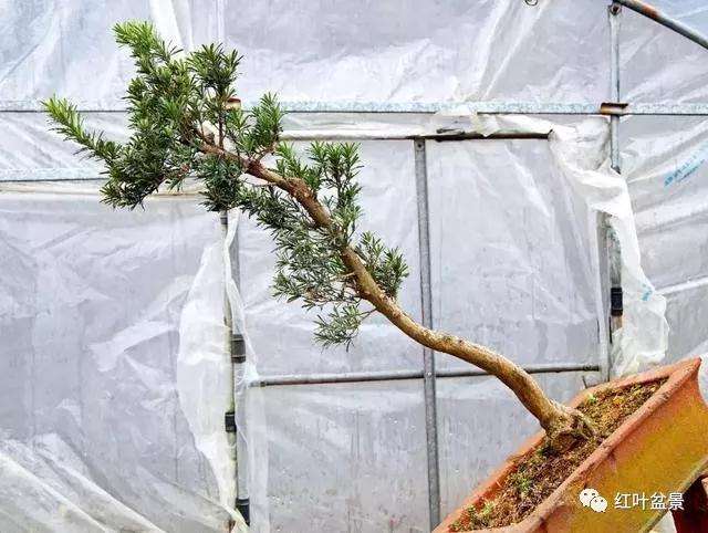 图解 怎么创作文人式雀舌罗汉松盆景