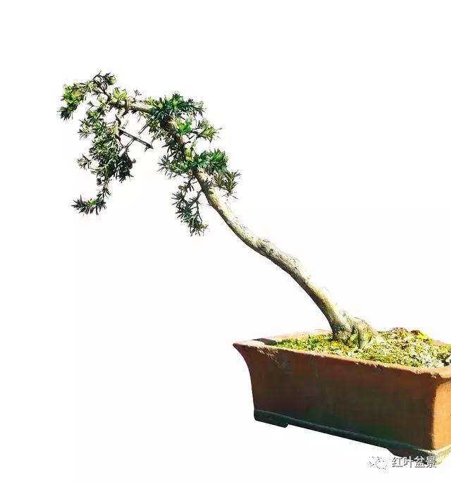 图解 怎么创作文人式雀舌罗汉松盆景