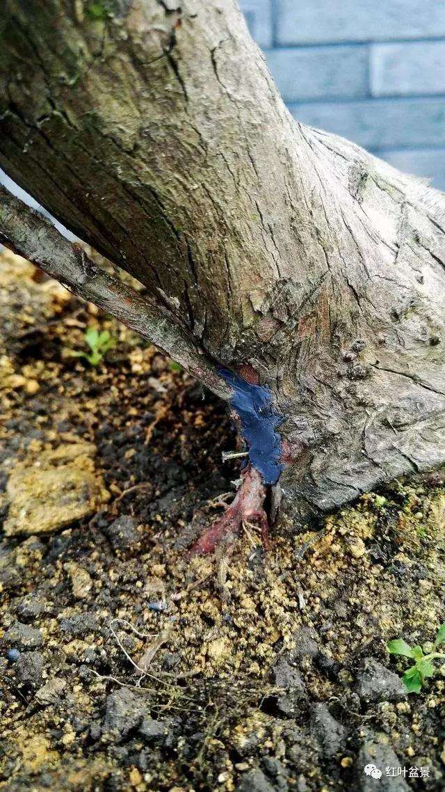 图解 怎么创作文人式雀舌罗汉松盆景