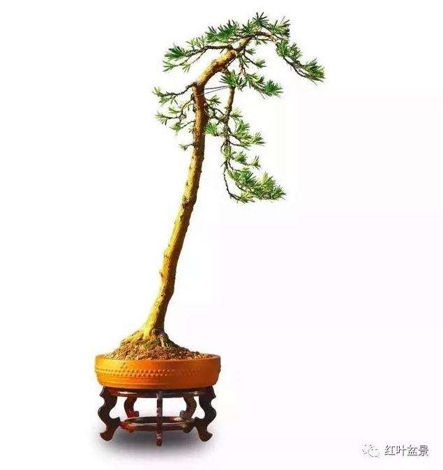 图解 怎么创作文人式雀舌罗汉松盆景