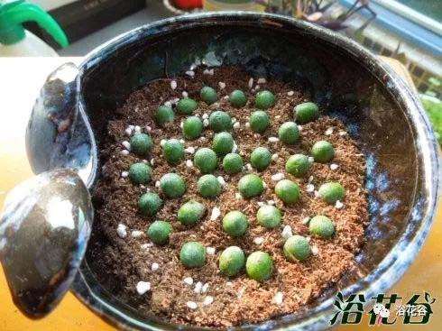 罗汉松小盆景怎么制作方法