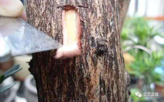 罗汉松盆景怎么嫁接的方法