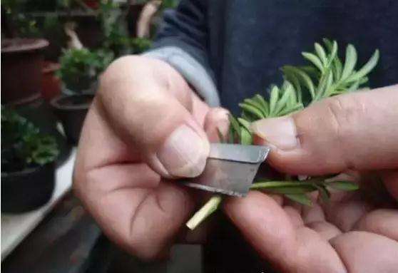 罗汉松盆景怎么嫁接的方法
