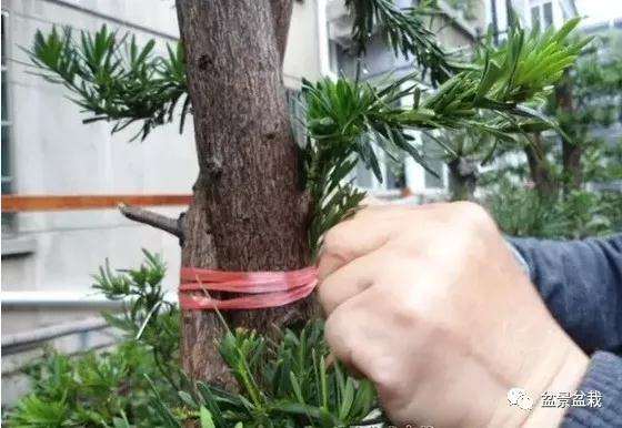 罗汉松盆景怎么嫁接的方法