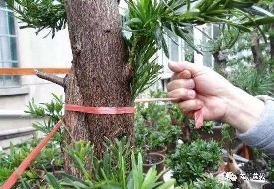 罗汉松盆景怎么嫁接的方法