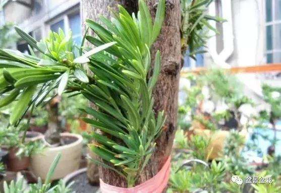 罗汉松盆景怎么嫁接的方法