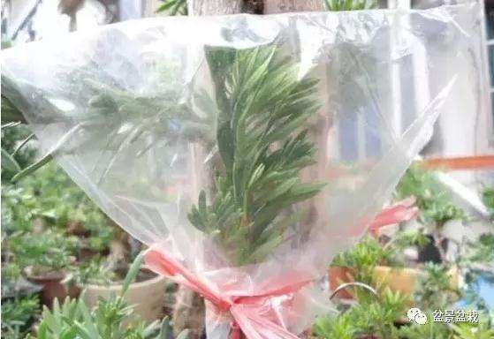 罗汉松盆景怎么嫁接的方法