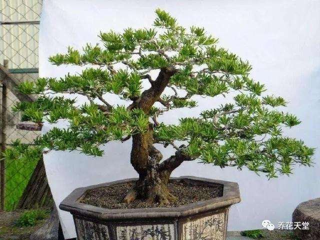 罗汉松盆景出现掉叶黄叶