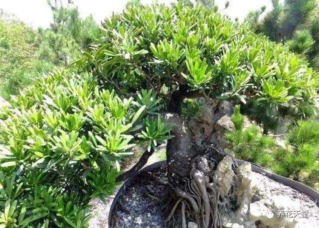 罗汉松盆景出现掉叶黄叶