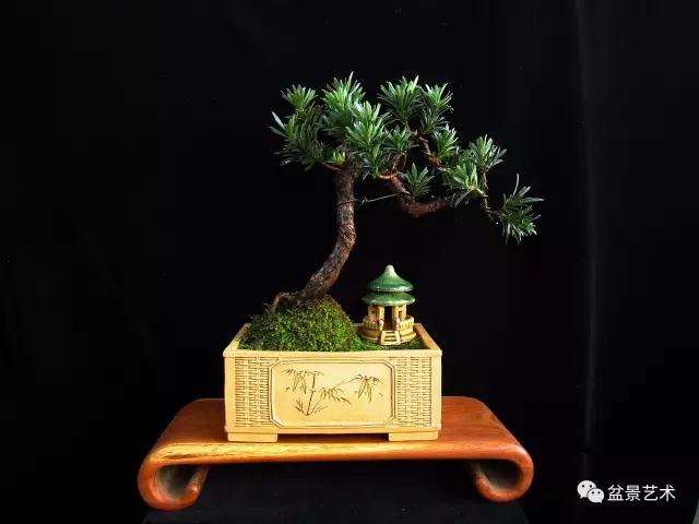 罗汉松盆景如何修剪造型的方法