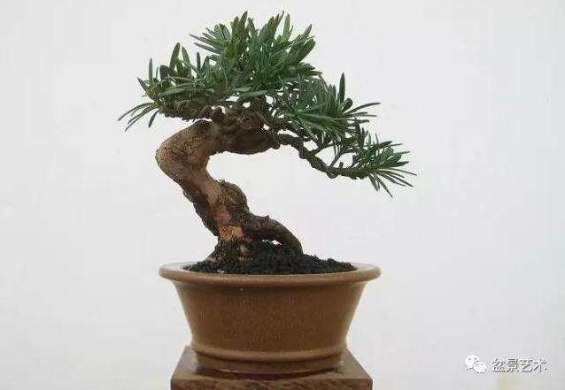 罗汉松盆景如何修剪造型的方法