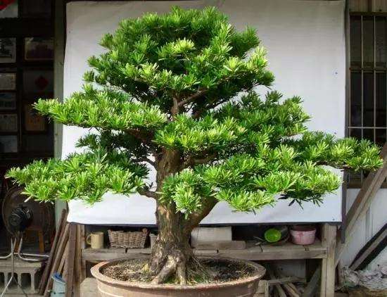 罗汉松盆景怎么施肥修剪的方法