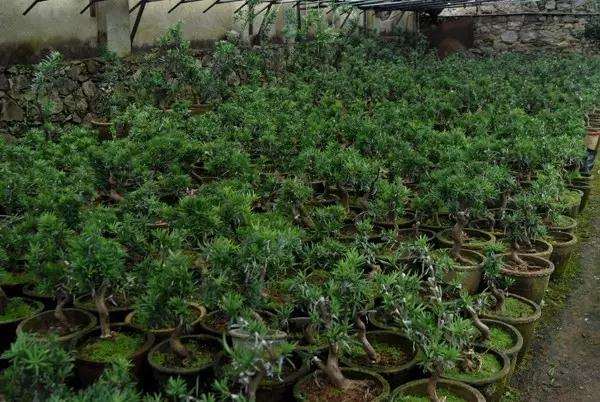 罗汉松盆景怎么扦插繁殖的方法