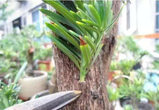 罗汉松盆景怎么扦插繁殖的方法