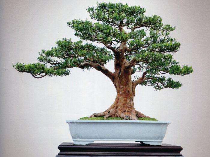 在春季移栽罗汉松盆景最好