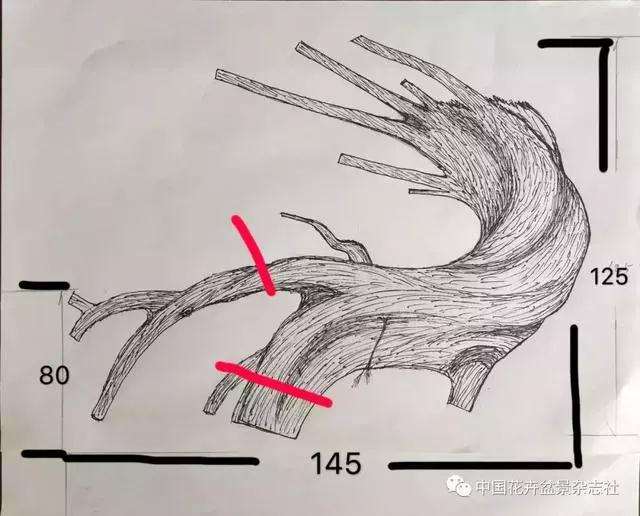 罗汉松盆景怎么造型的方法