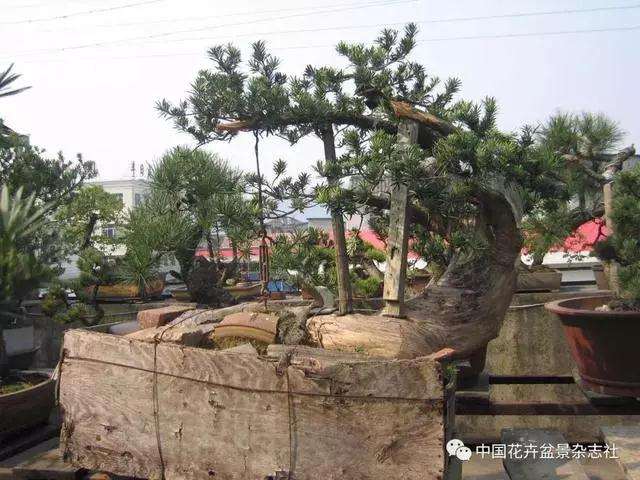 罗汉松盆景怎么造型的方法