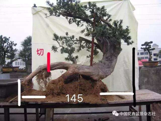 罗汉松盆景怎么造型的方法