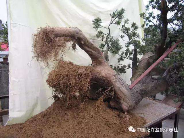 罗汉松盆景怎么造型的方法