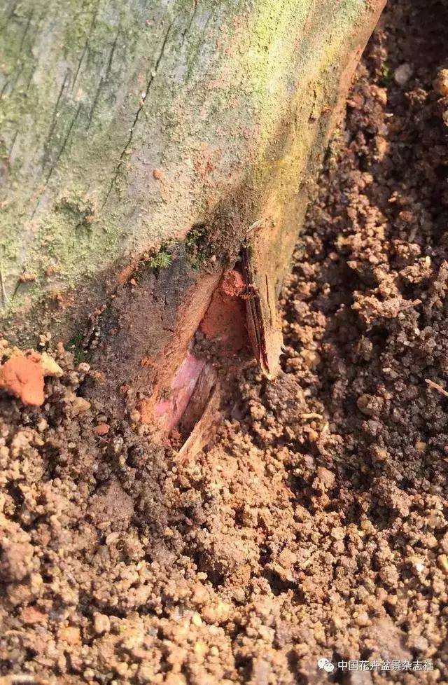 罗汉松盆景怎么造型的方法