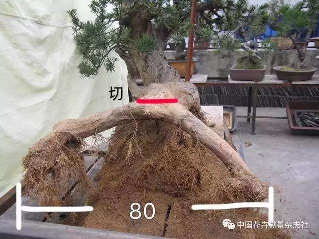 罗汉松盆景怎么造型的方法