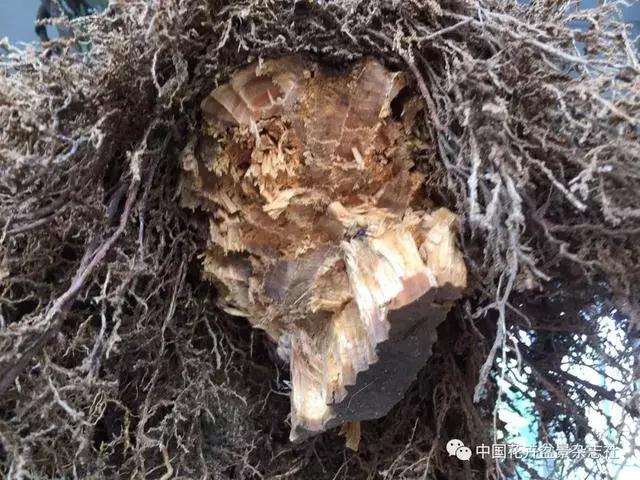 罗汉松盆景怎么造型的方法