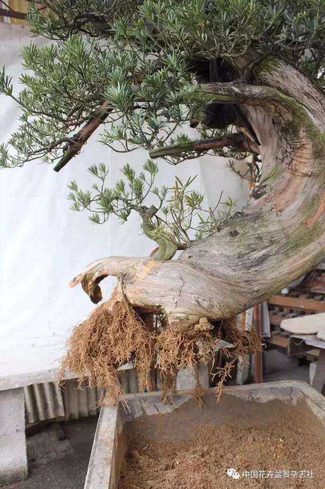 罗汉松盆景怎么造型的方法