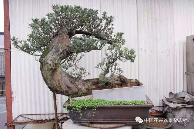 罗汉松盆景怎么造型的方法