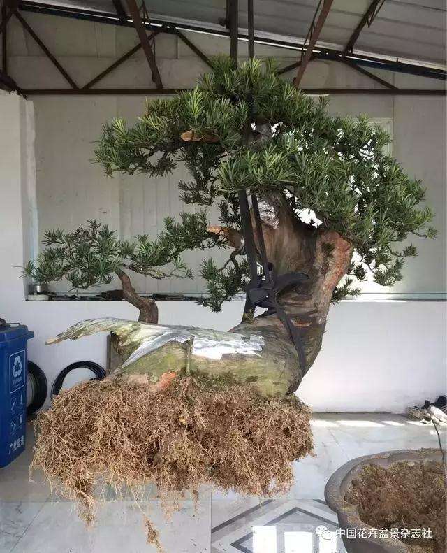 罗汉松盆景怎么造型的方法