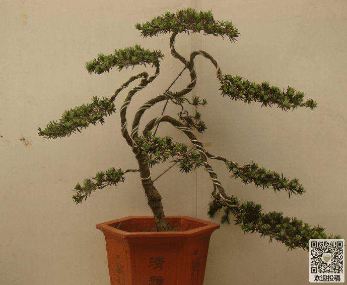 罗汉松盆景怎么上盆造型的方法