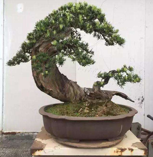 广西北海罗汉松盆景发展进入了快车道